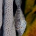 filefish_slender_lr_gc_v_0023_cay3911.jpg